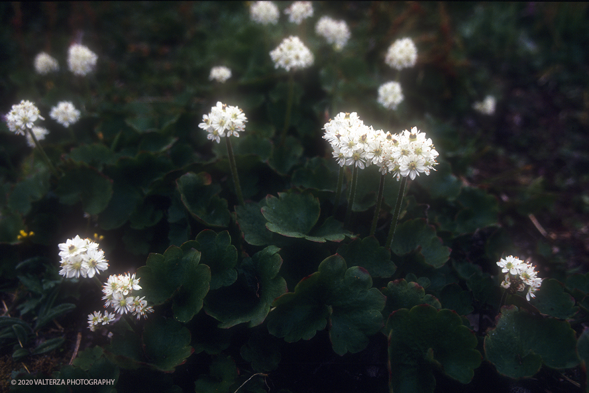 47 SIBERIA.jpg - Luglio/Agosto 1992. Siberia, terra dei Chukchi. Nell'oceano artico  125 Km a nord-est della penisola dei Chukchi (Siberia) c'Ã¨  l'isola di Wrangel, essa ospita piÃ¹ del doppio di specie vegetali (417) di qualsiasi territorio artico a paritÃ  di superficie nonchÃ¨ 30 specie diverse di uccelli oltre ad orsi polari, foche e trichechi ; per questo motivo   Ã¨ stata proclamata patrimonio dell'umanitÃ  dall'UNESCO. Nella foto  flora della tundra siberiana in piena fioritura a metÃ  Agosto